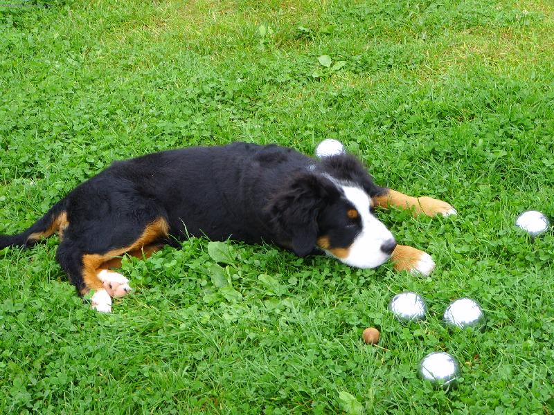 Foto: Kdo si hraje, nezlob� - petanque 3