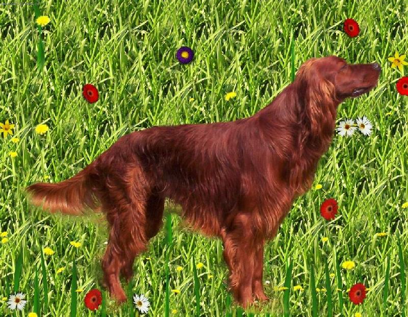 Foto: Orlando Kr�l�v hr�dek-n� nezbedn�k