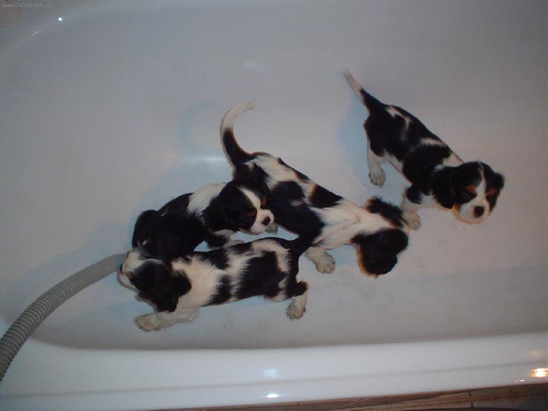 Foto: kaval��� koup�n�