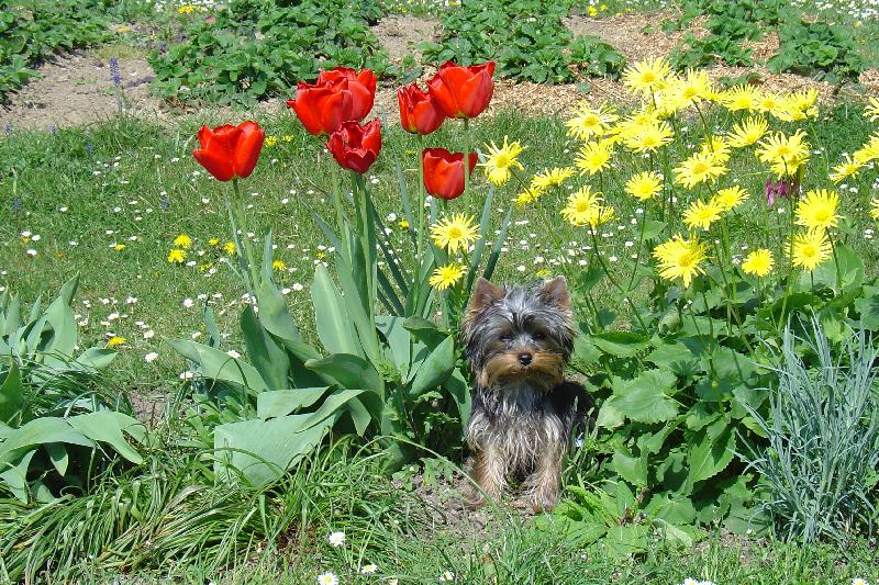 Foto: Daisy v kytk�ch-Daisynkaa