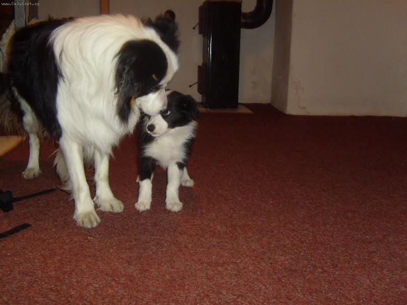 Foto: Border Kolie-Vlevo pes 2 roky vpravo fenka 2 mesice