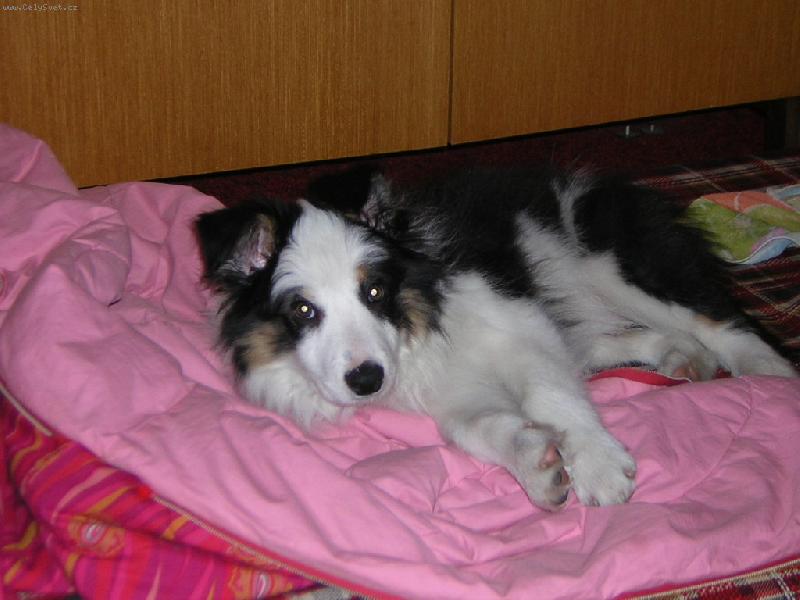 Foto: Border kolie-�ty� m�s��n� �t�n� Border kolie