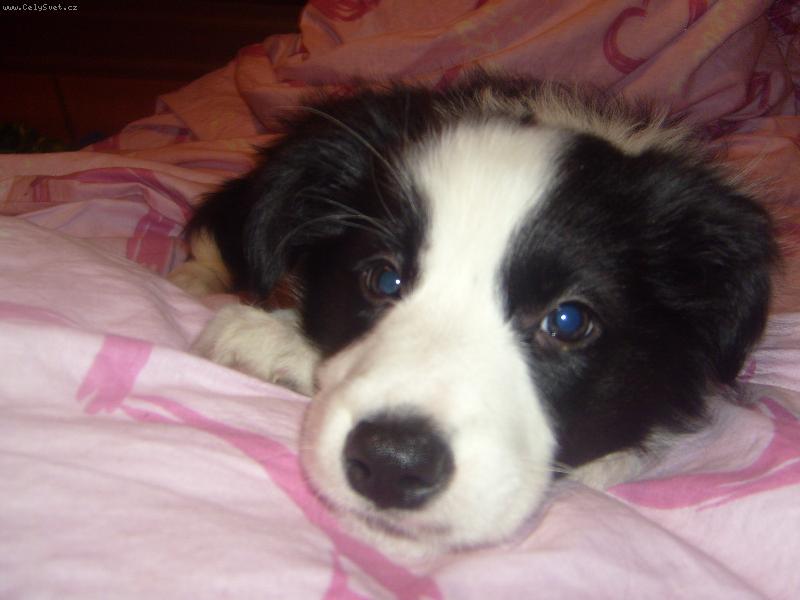 Foto: Border Kolie-�t�n� Border kolie - 2 m�s�ce