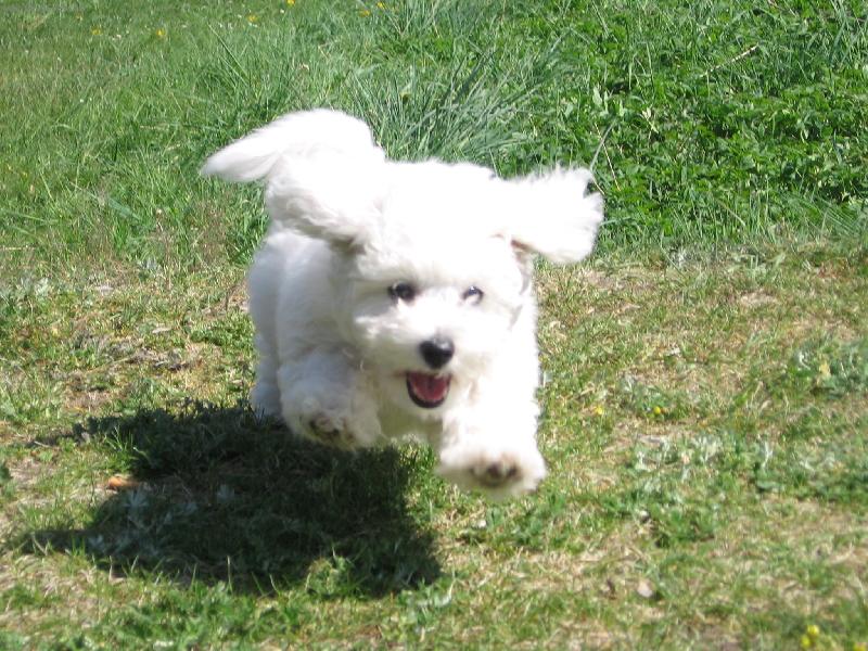 Foto: l�taj�c� pes-l�taj�c� bi�onek