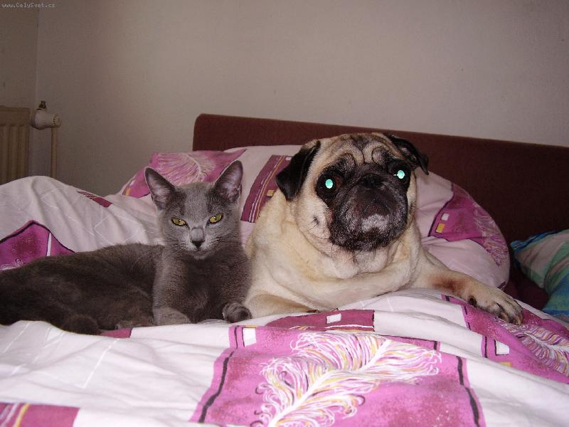 Foto: Okupace postele!-Filinka a Lentilka