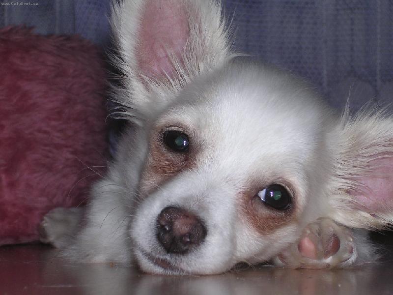 Foto: Gucci-N� m�dn� dopln�k od Gucciho:-)