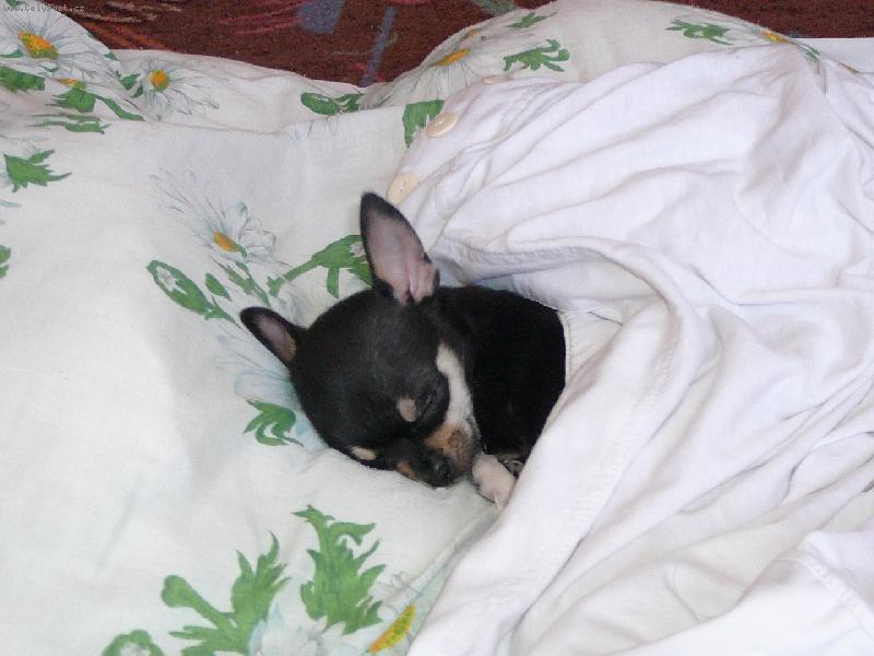 Foto: �ivava kr�tkosrst�-�iko sp���