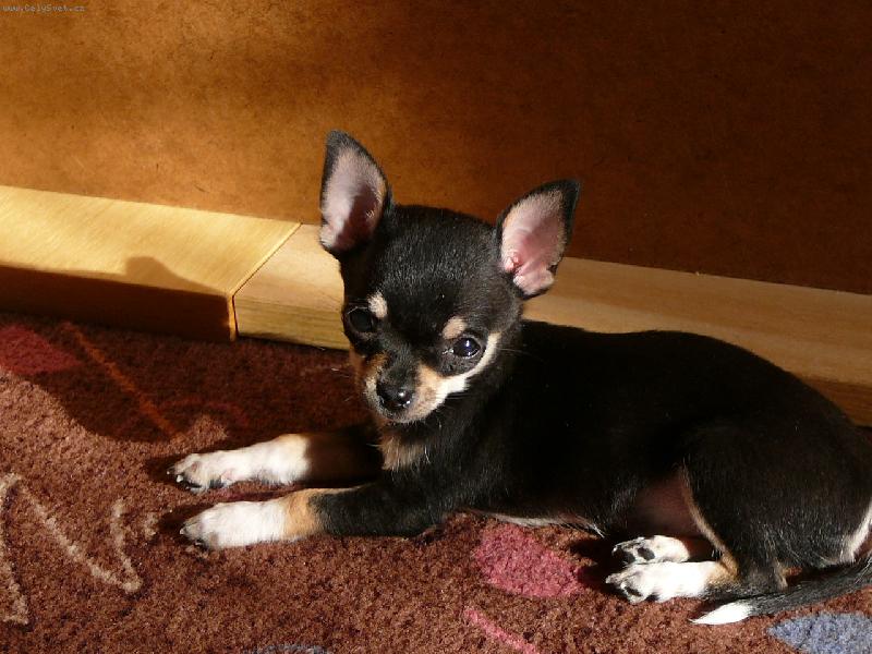 Foto: �iko-N� mal� model...