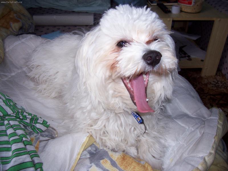 Foto: j� bych spal