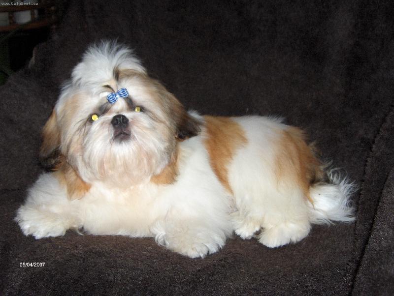 Foto: Ushar-Tsin Fatinat Al Sjark-n� nov� medv�dek