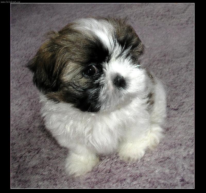 Foto: n� rodinn� mazel :-)-Dix