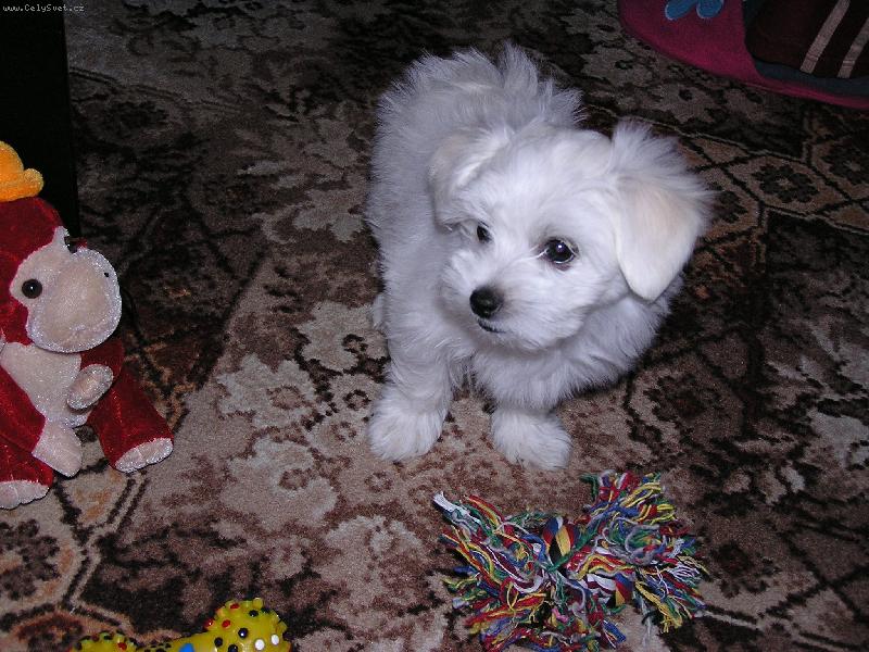 Foto: Lucy-To je na�e Lucy!!!!!