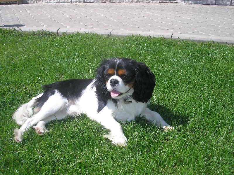 Foto: M�j k�mo�- nejhez�� pejsek na sv�t�-super!!!!!!!!!!!!