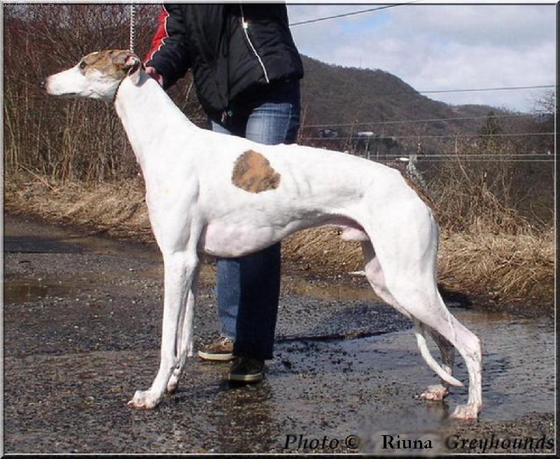 Foto: Imposant Imp Riuna-�esk� �ampion, mistr �r v coursingu, v�t�z kr�sy a v�konu n�mecko