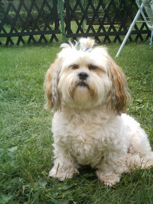 Foto: m�j pejs�nek Lucinka