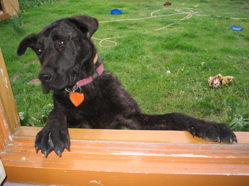 Foto: am�lka-dobr� rano, jdeme ven? tak u� pojd