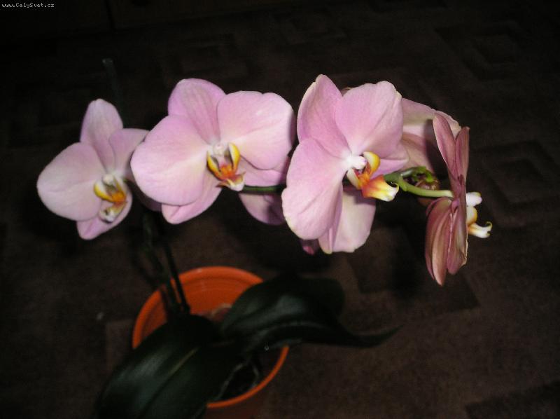 Foto: Staror��ov� orchidej-Falenopsis