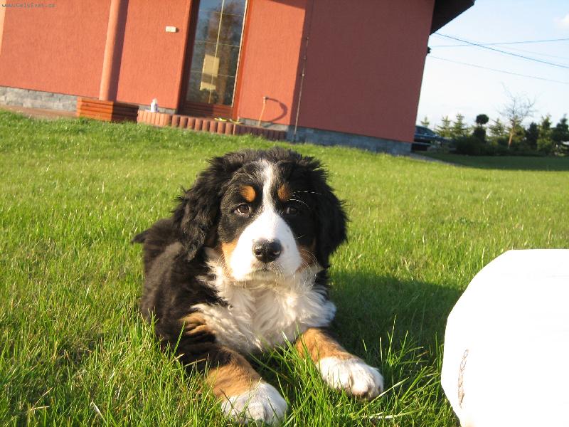 Foto: Oliver Gucci 1.-muj mil��ek na zahrad�