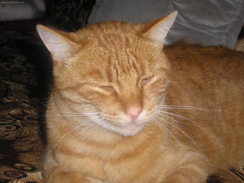 Foto: neni to pes ale kocka-matej zrovna spinka