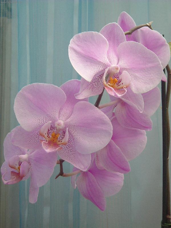 Foto: Orchidej