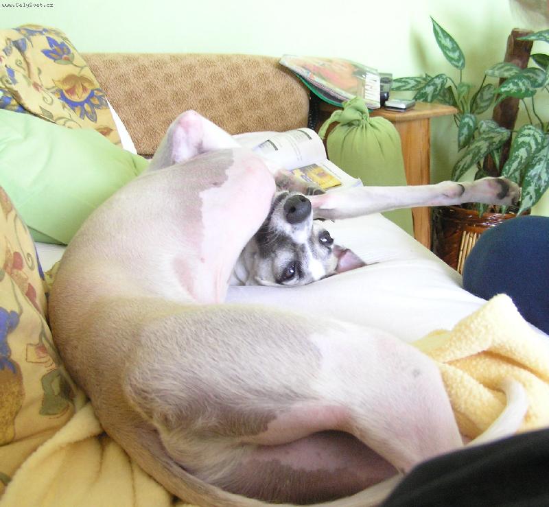 Foto: to je pohoda....-Cori doma