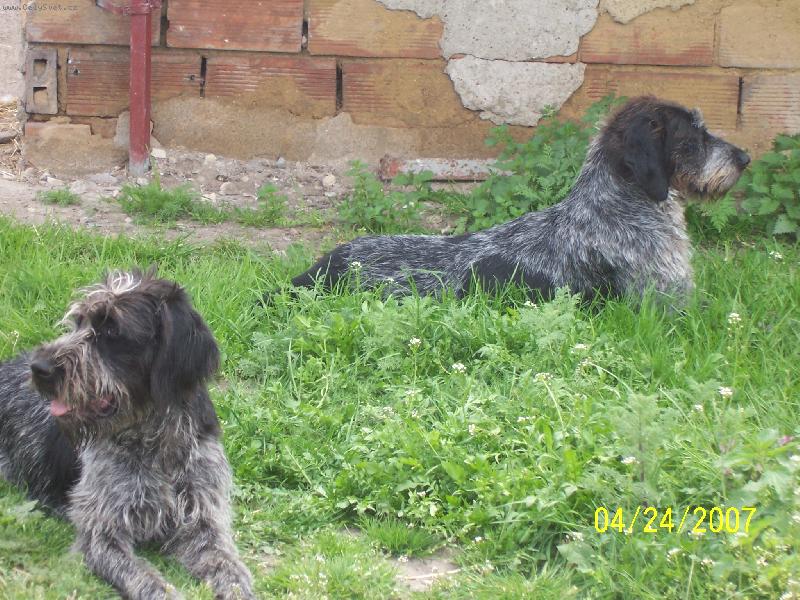 Foto: Afra z Myslivcova dvora a Gita Kenislej-Dcera a matka �ern� b�lou�i