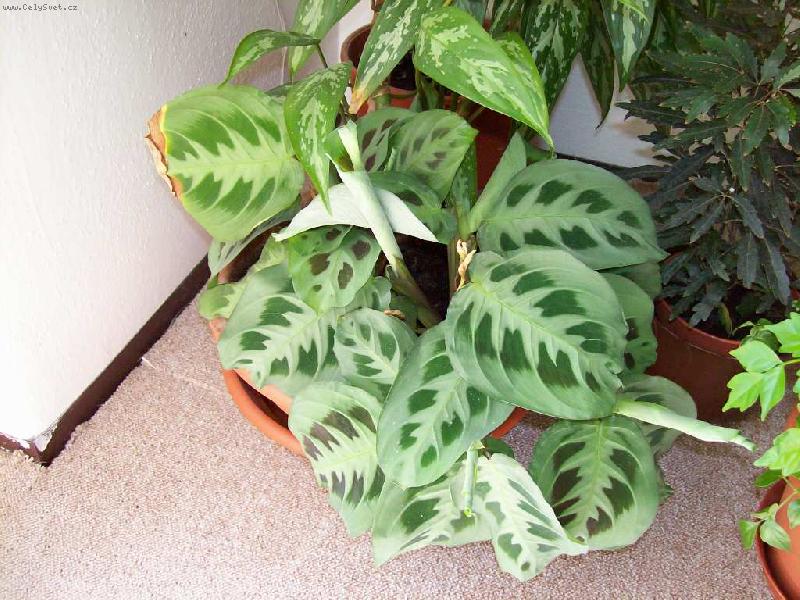 Foto: maranta
