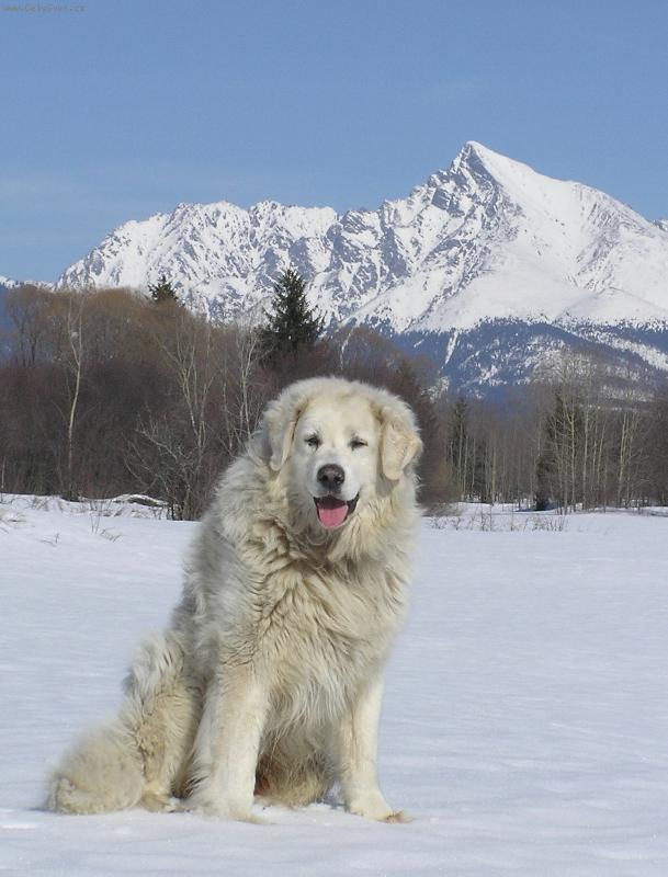 Foto: ORLICK� TALISMAN-Chovatelsk� stanice slovensk�ch �uva��