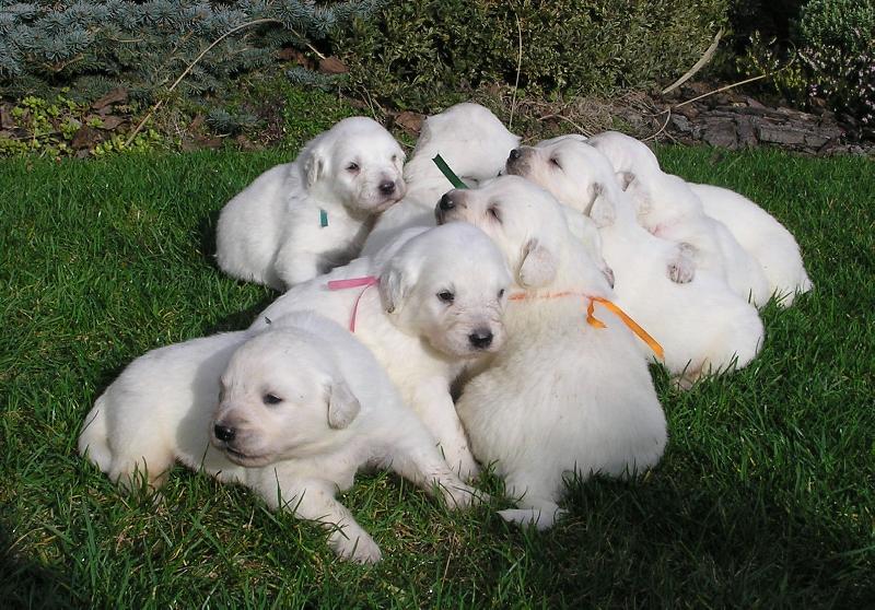 Foto: ORLICK� TALISMAN-Chovatelsk� stanice slovensk�ch �uva��