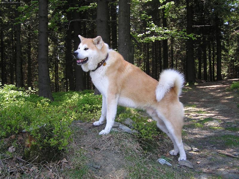 Foto: Kde jsem zahl�dl toho divo��ka?-Agasschi na Kysuciach