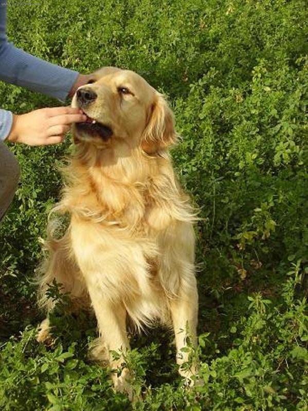 Foto: Flexi-Flexi na louce