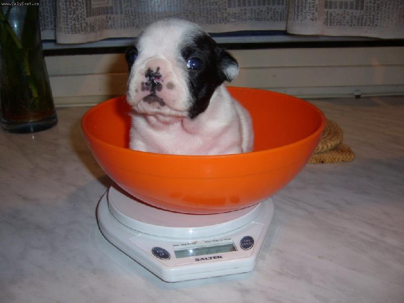 Foto: Happy Francouzsk� lilie-V�en�.