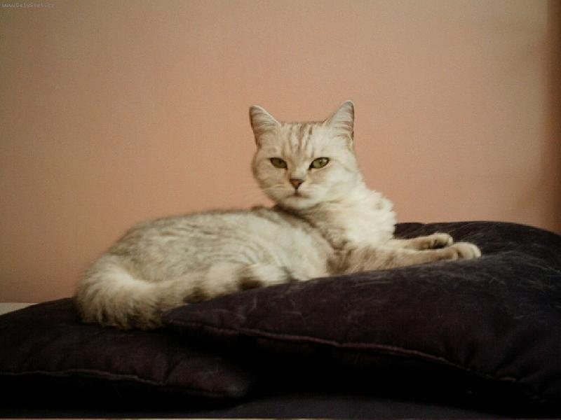 Foto: Britsk� st��b�it� kr�tkosrst� s �ern�m te�kov�n�m / WHISKAS-Geraldina