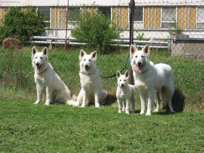 Foto: B�l� �v�carsk� ov�ak-Chovn� stanice Z Blatensk�ch luk