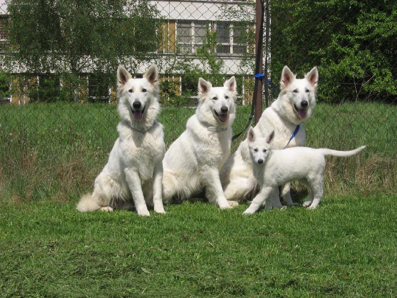 Foto: B�l� �v�carsk� ov�ak-Chovn� stanice Z Blatensk�ch luk