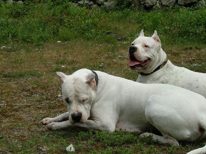 Foto: Enyacaliente di Casa dei Marchesi-owner:SanAgnes kennel