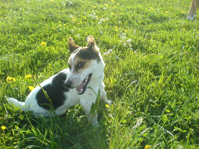 Foto: N� Jack jm�nem Jack, 8 m�s�c�-Je to pravda?