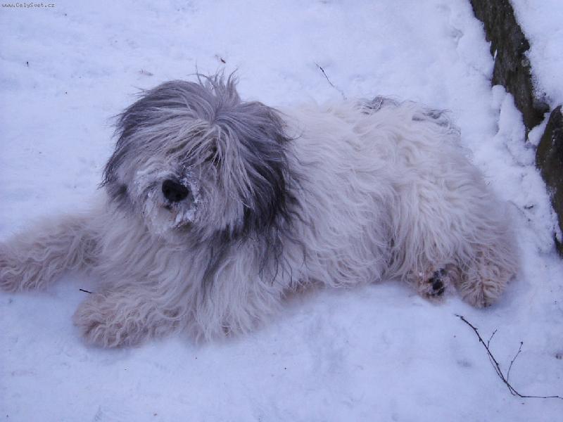 Foto: Dal�� Erof Majoli Inu v zim�...