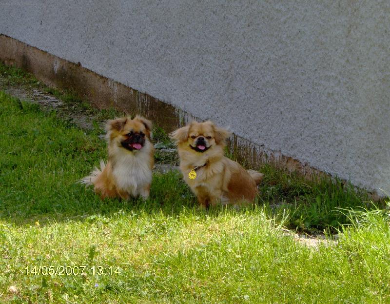 Foto: Kamo�ky-Aj ke� n�s sp�jaju iba predkovia sme super kamo�ky Pekin�za a Tibe�an �paniel