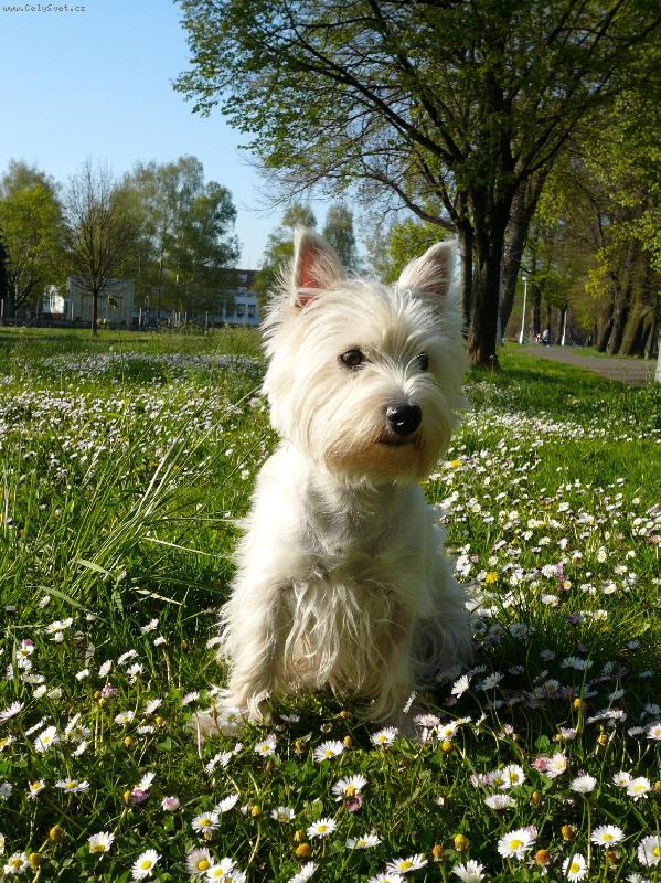 Foto: Meggy v sedmikr�sk�ch:o)