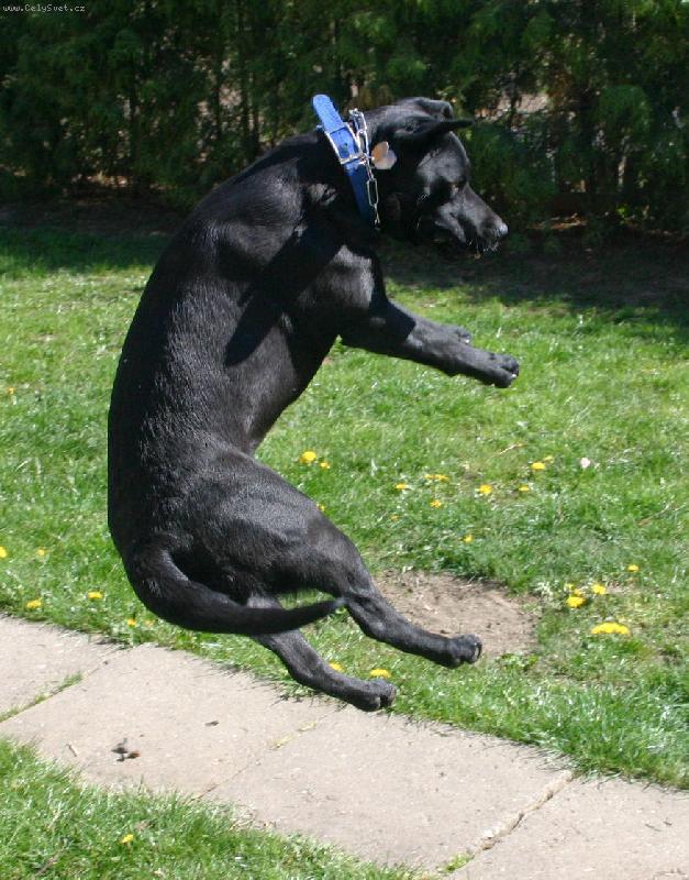 Foto: L�taj�c� Besy-Takov� kousky d�l�, kdy� si hrajeme s bublifukem