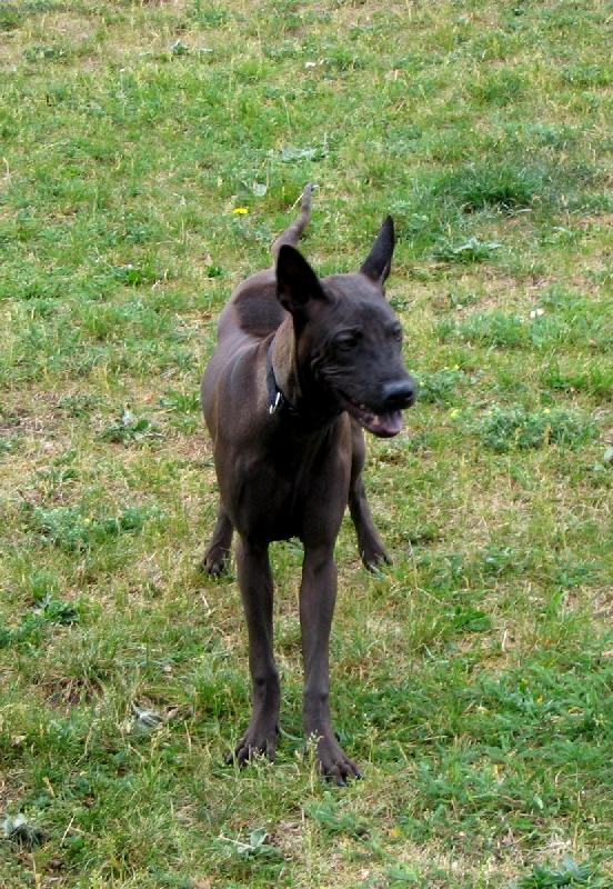 Foto: 5 m�s�c� star� fenka