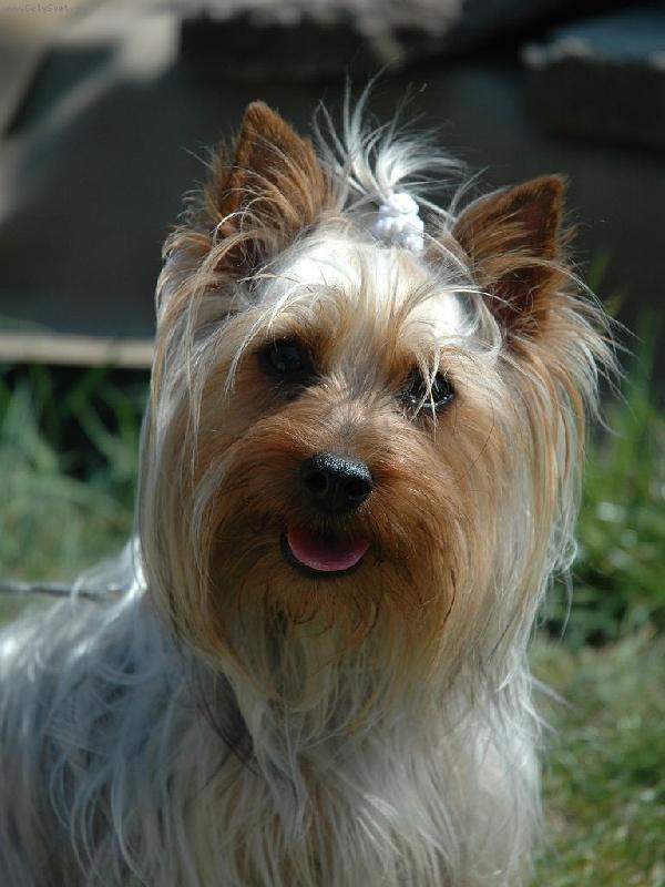 Foto: Asteria Silk of Bohemia-m� pi�kot?