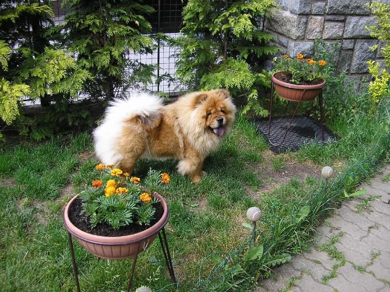 Foto: kv�tinka mezi kv�tinkami