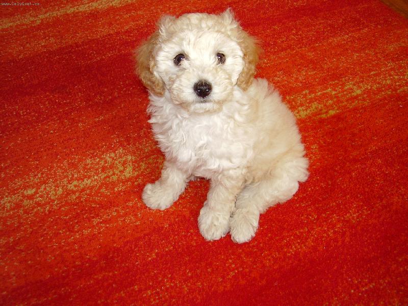 Foto: NA�E SISINKA