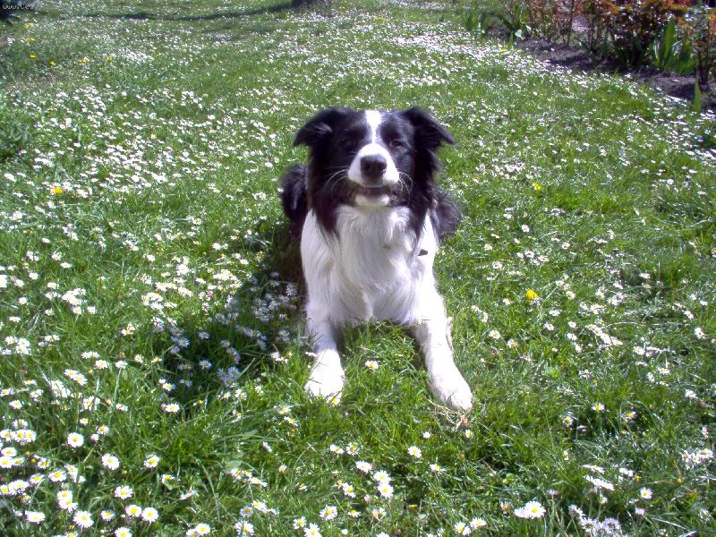 Foto: Border�k Kuci - www.kuci.wbs.cz