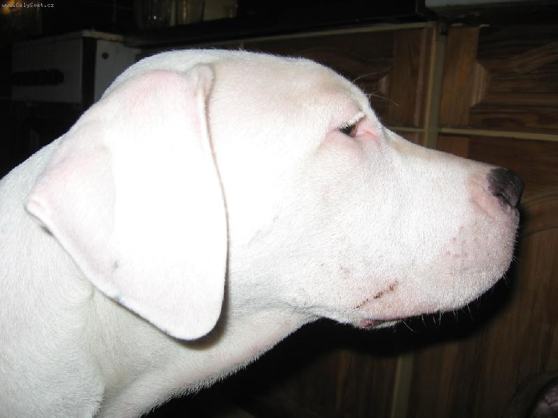 Foto: Po p��telsk�m boji s nevlastn� sestrou stafordic�-Hrav� �t���tko