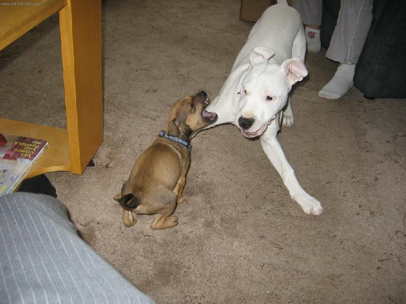 Foto: Adu�ka a Nessa jako prcc�-To mal� vztekl� je staford�k