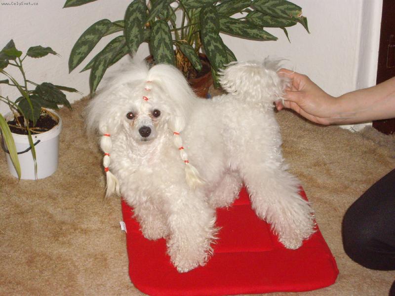 Foto: na�e Sanulka-zrovna p�kn� u�esan�