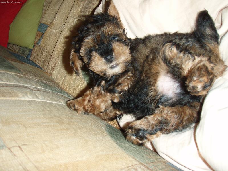 Foto: Pan �editel odpo��v�.-Takhle to j� fl�k�m